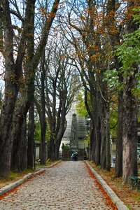 Paris cemetery trees