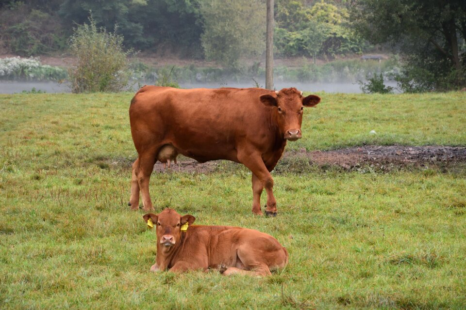 Beef agriculture nature