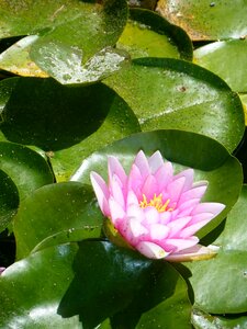 Green pink flower