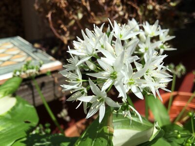Garden garlic bloom