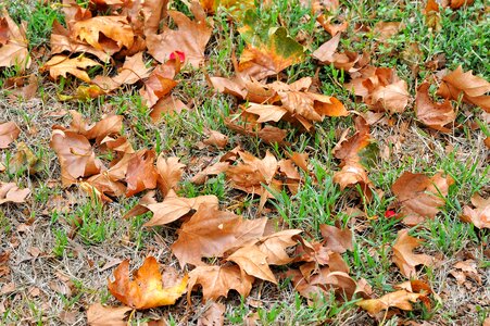 Autumn texture shallows