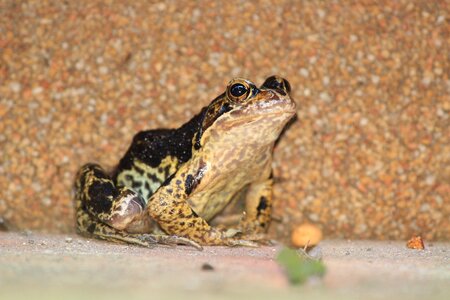 Frog toad black photo