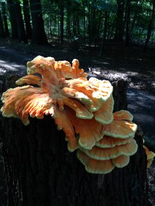 Mushrooms on tree forest bizarre photo