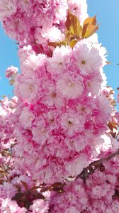 Late spring pink flower china