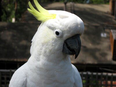 Bird parrot white feathers