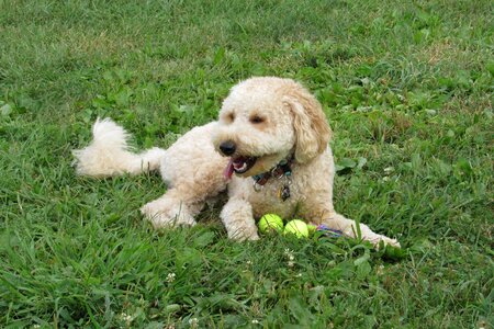 Dog canine mixed