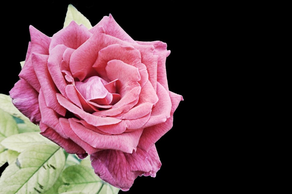 Flower blossom bloom