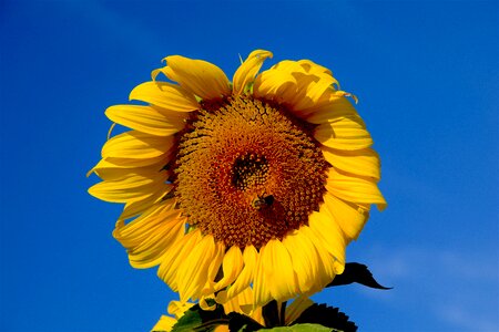 Nature flower agriculture