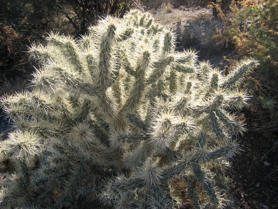 Prickly plant nature