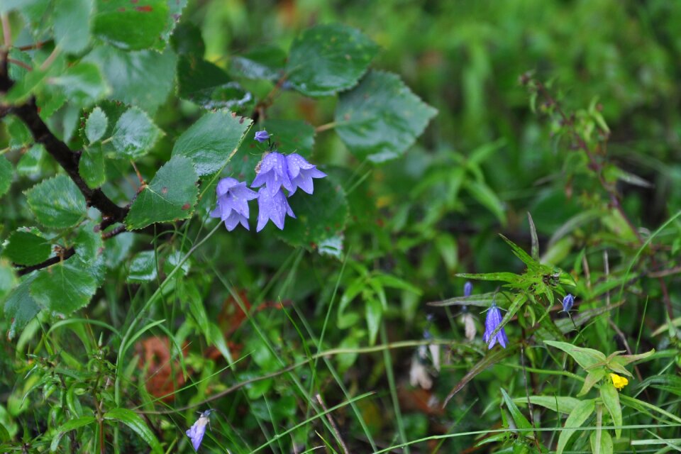 Greens flowers forest