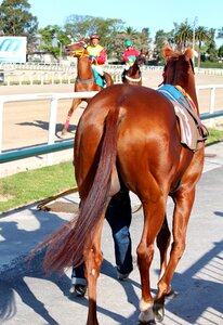 Jockey racehorse photo