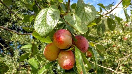Nature branch food