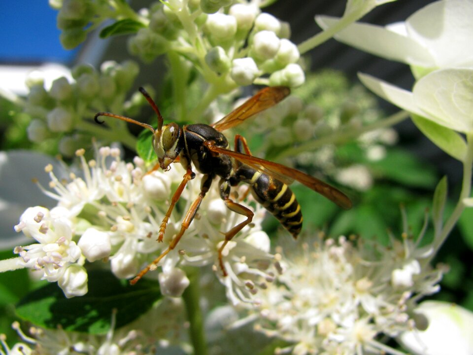 Nature insect yellow