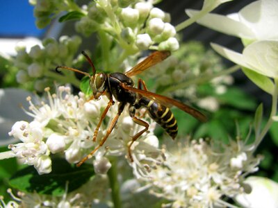 Nature insect yellow