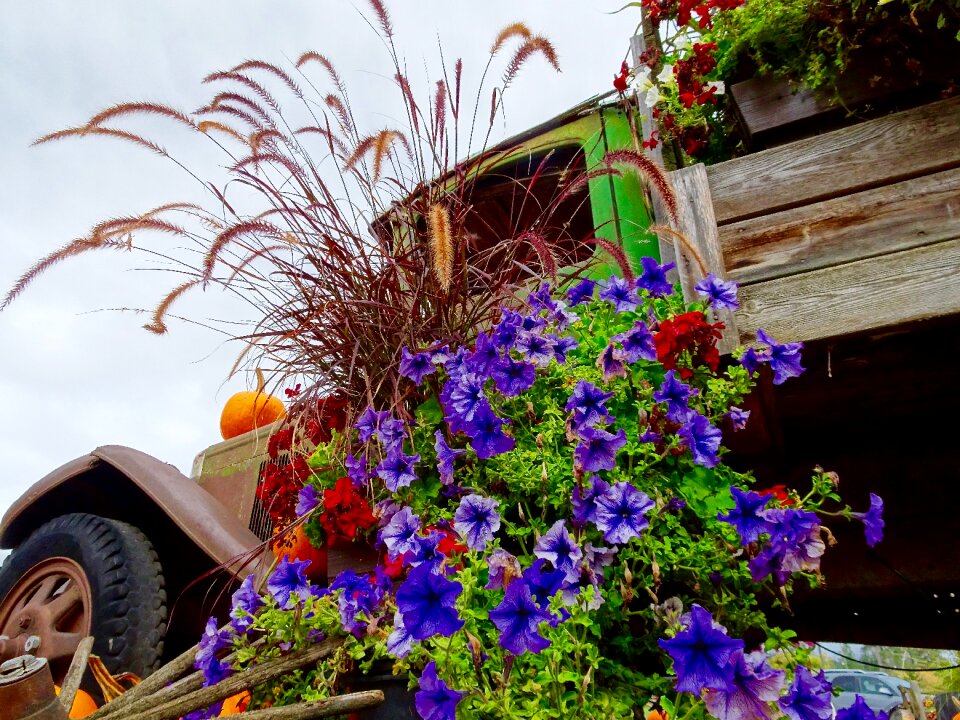 Truck colourful garden