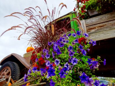 Truck colourful garden