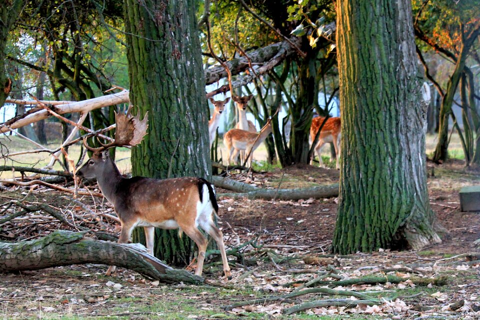 Wild forest nature