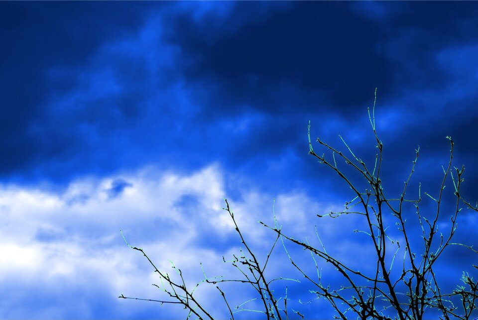 The bushes branches cloud cover