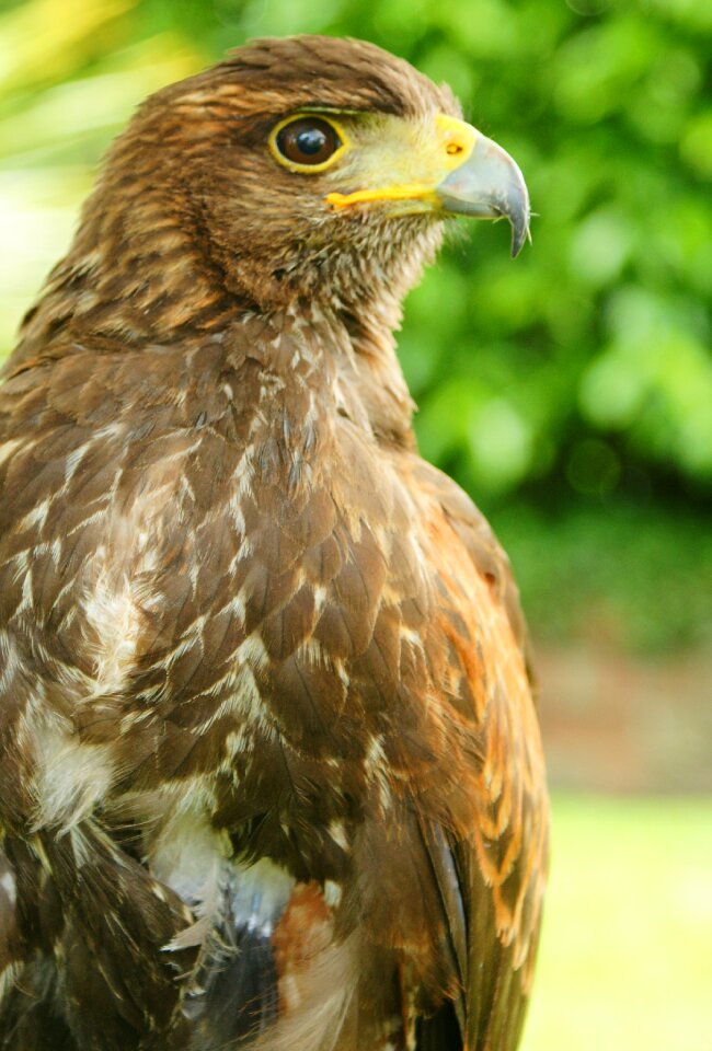 Brown avian prey