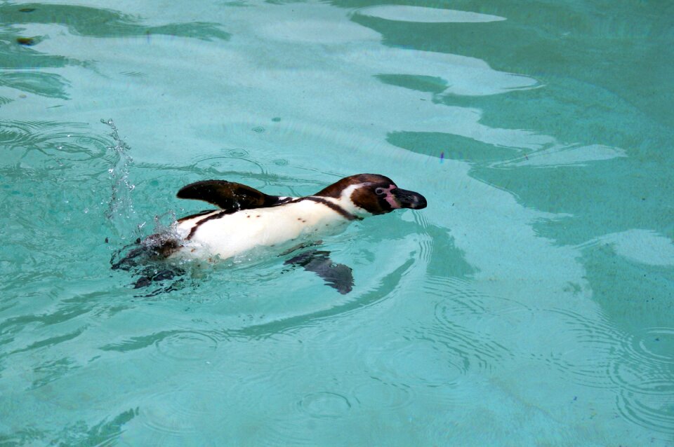 Water park animal park