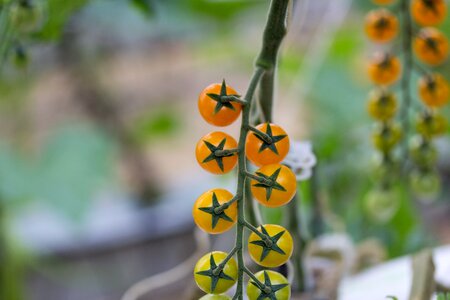 Variety sweet fruits and vegetables