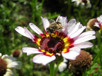 Nectar macro plant