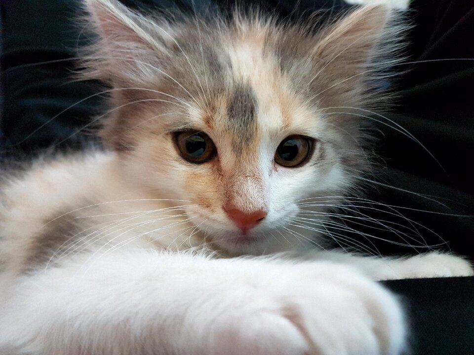 Kitten miao felines