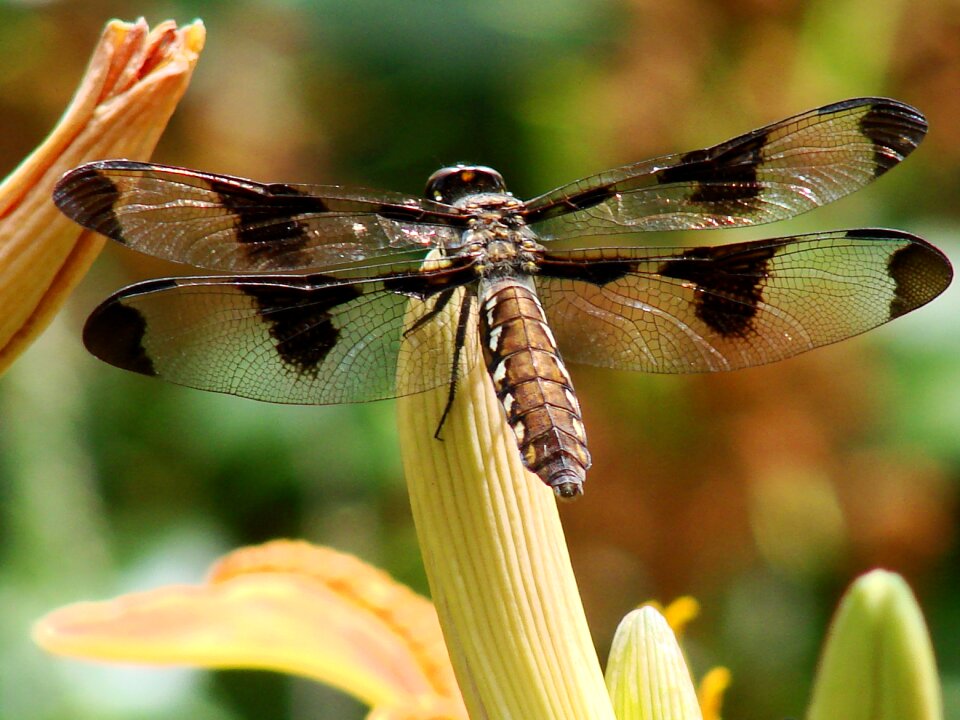 Nature insect wildlife