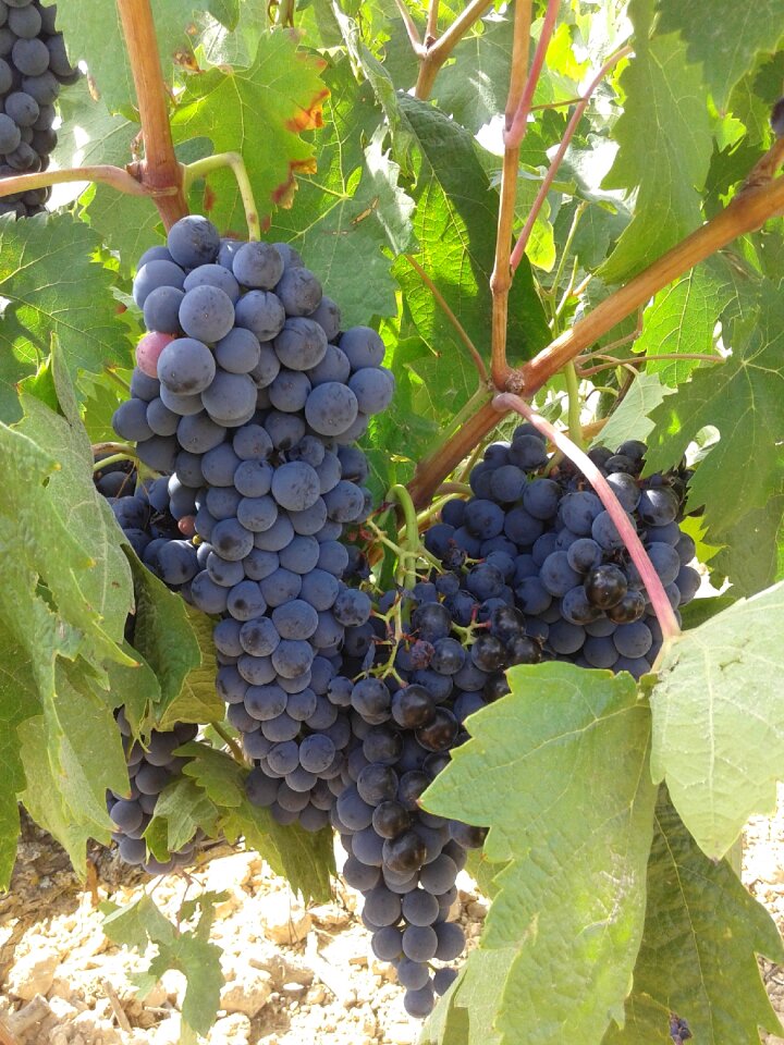 Strain rivera del duero vineyard