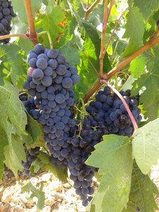 Strain rivera del duero vineyard photo