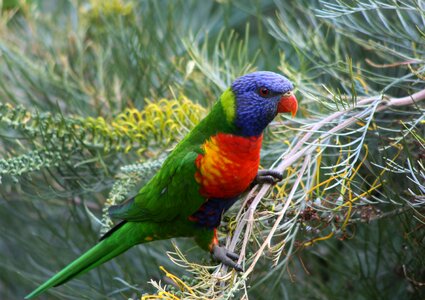 Bird lorikeet