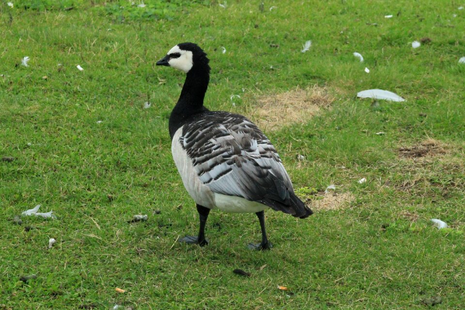 Goose white-faced Free photos photo