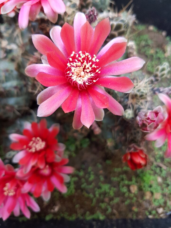 Succulent plant cactus bloom photo