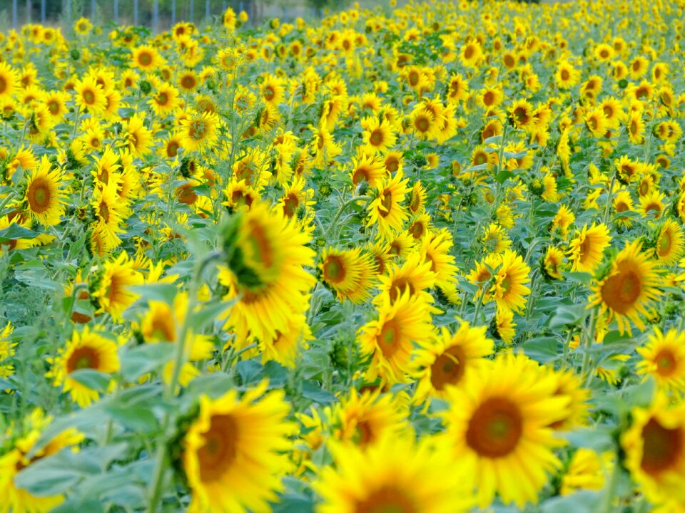 Summer flowers bloom