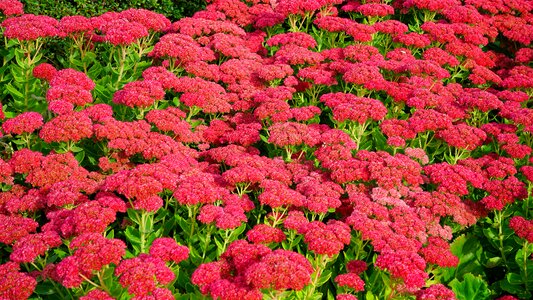 Flower nature petals