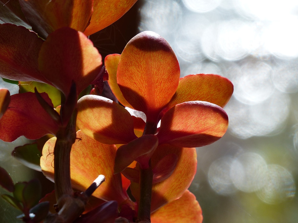 Garden macro back light