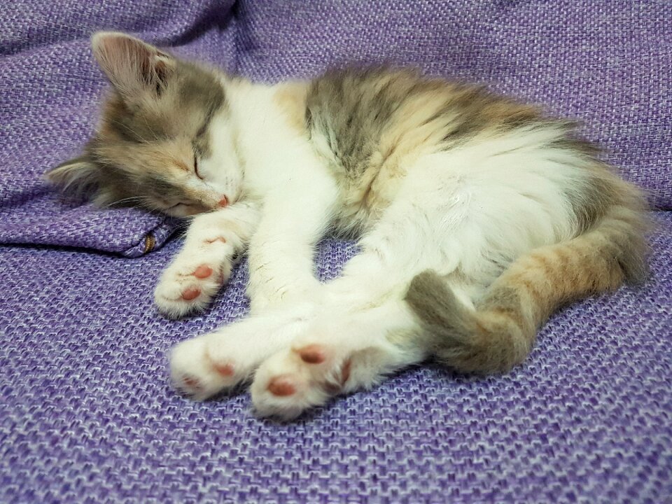 Cat dreams sleeps