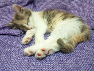 Cat dreams sleeps photo
