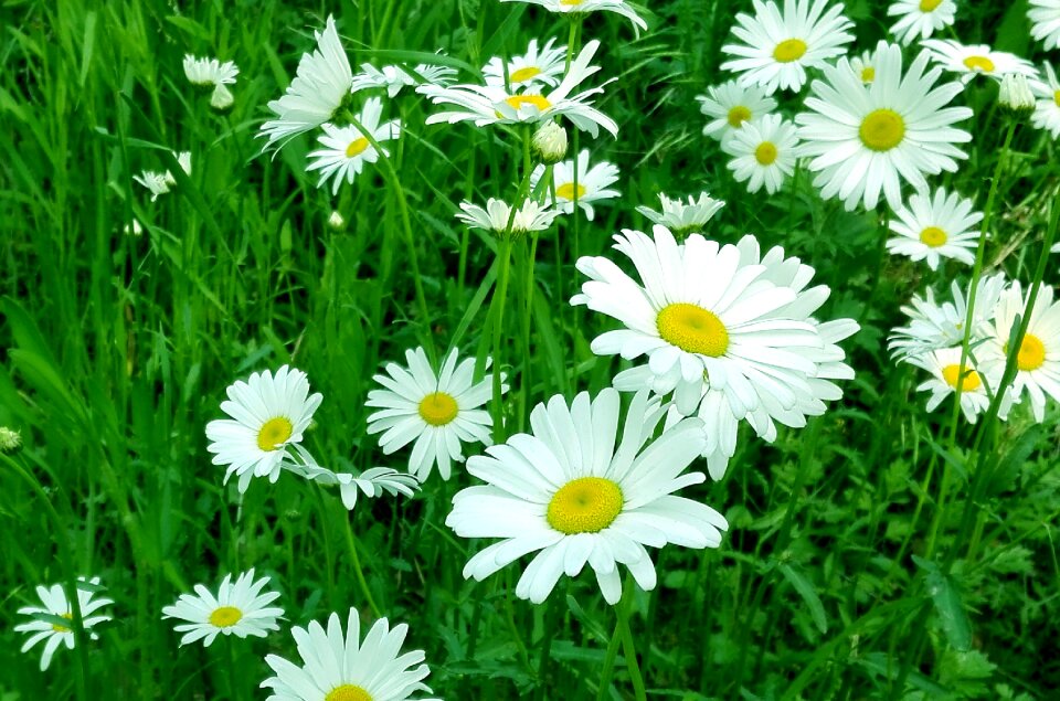 Yantai flower late spring