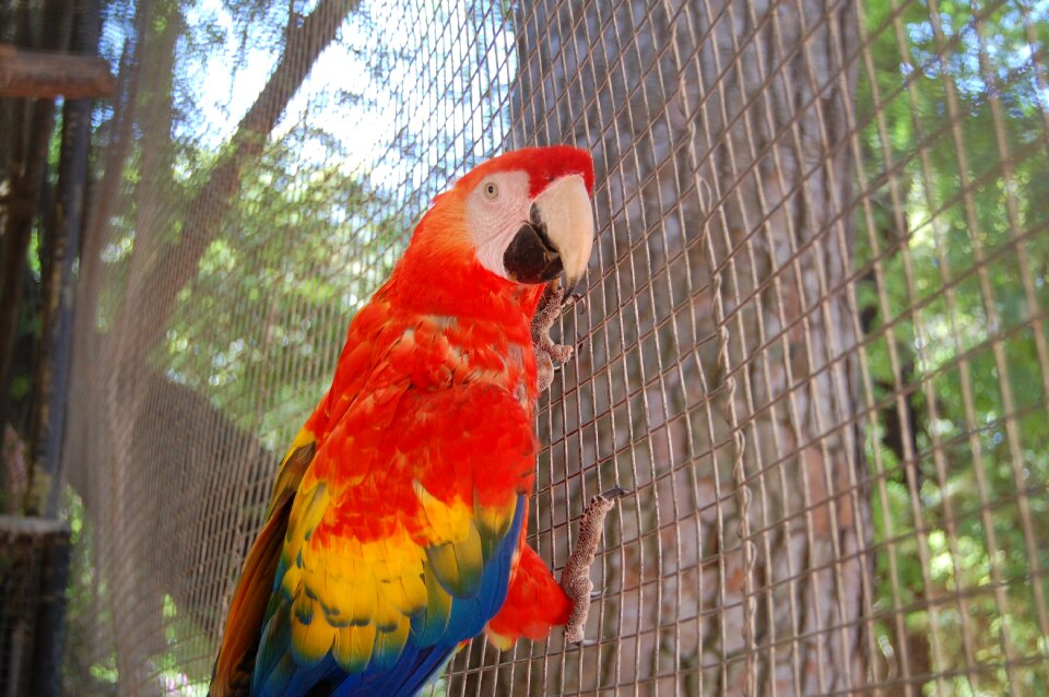 Macaw color bird photo