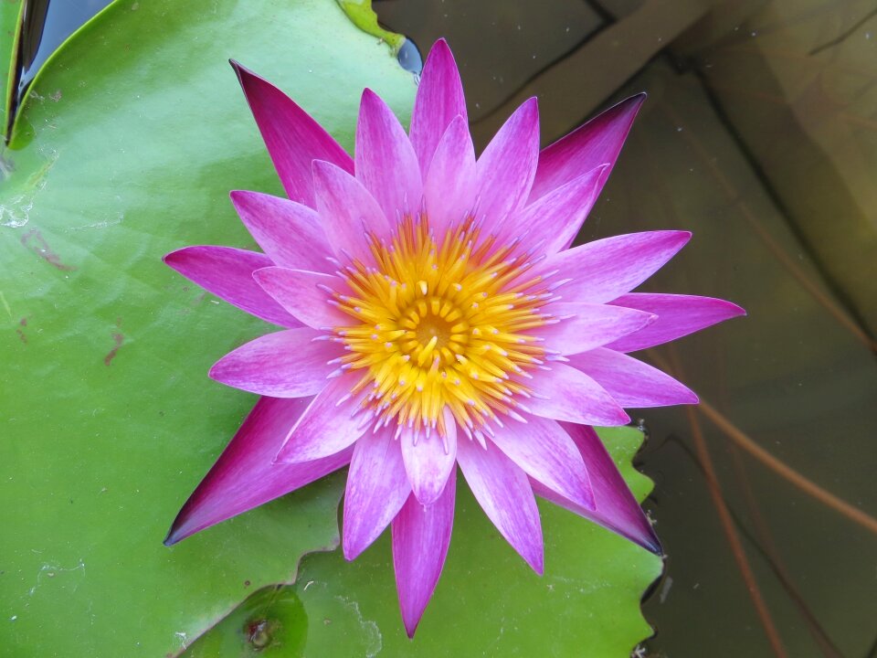 Nature water plants purple lotus