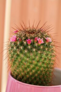 Cactus nature thorns photo