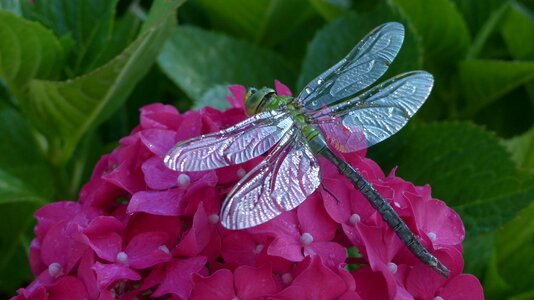 Nature leaf insects photo