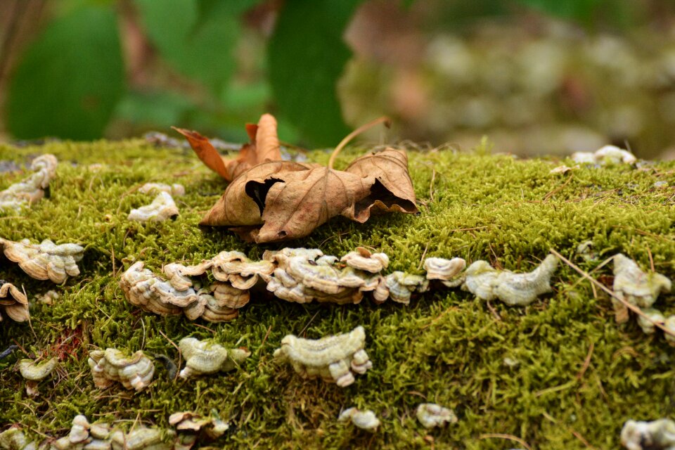 Mushrooms autumn forest moss