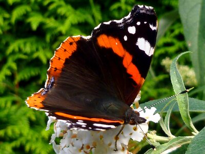 Insect nature plant