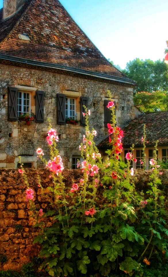House stones hollyhock
