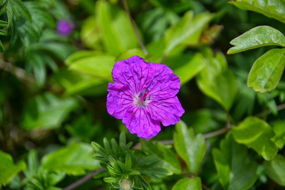 Botany plant flowering