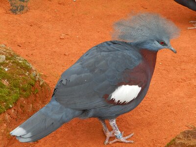 Exotic red eyes plumage photo