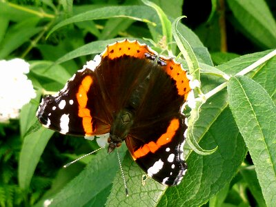 Insect nature garden