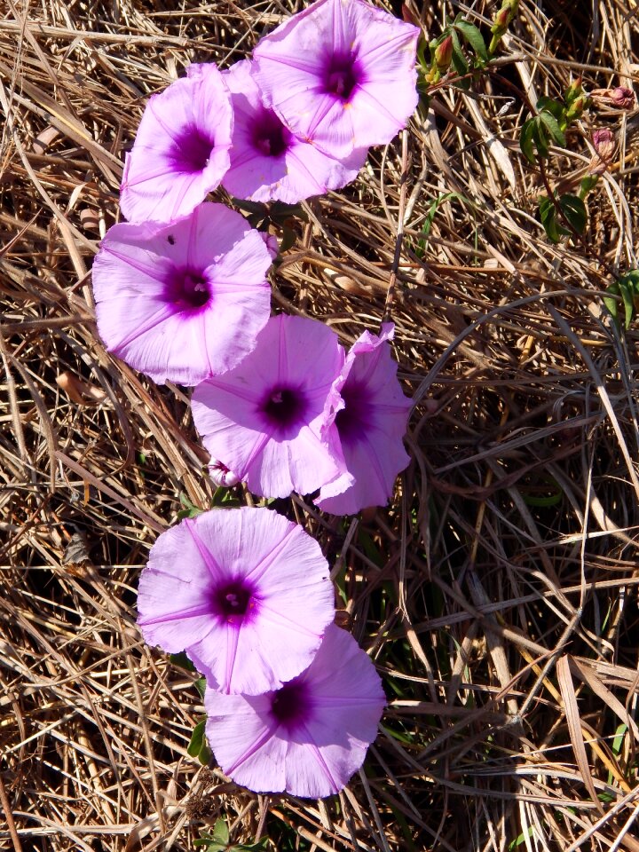 Garden spring purple flower